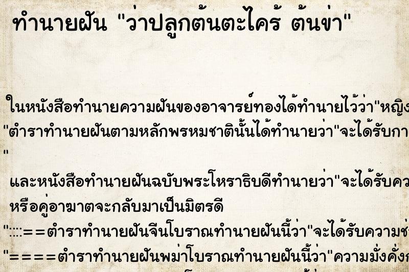 ทำนายฝันว่าปลูกต้นตะไคร้ต้นข่า ทำนายฝันทำนายฝันว่าปลูกต้นตะไคร้ต้นข่า